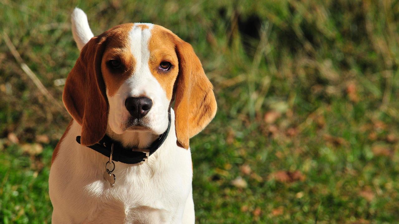 adottare-un-beagle
