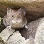 Come preparare una trappola per i topi: la guida completa che risolve il tuo problema